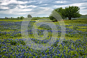 Bluebonnet