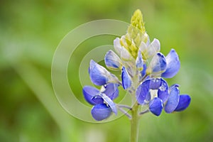 Bluebonnet