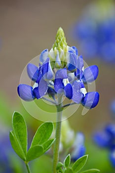 Bluebonnet