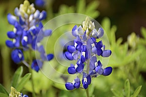 Bluebonnet