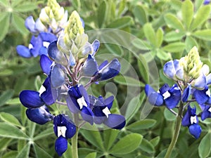 Bluebonnet