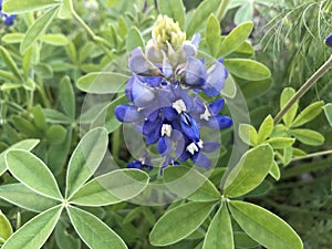 Bluebonnet