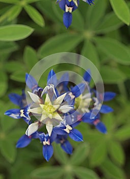 Bluebonnet