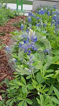 Bluebonnet