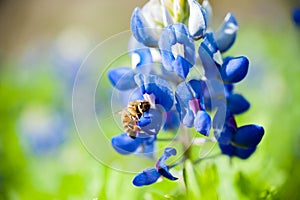 Bluebonnet and bee