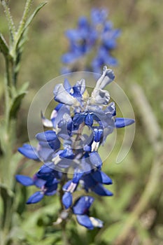 Bluebonnet Close Up