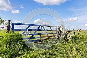 Bluebonnet field in countryside of Ennis, Texas