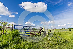 Bluebonnet field in countryside of Ennis, Texas.