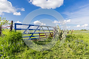 Bluebonnet field in countryside of Ennis, Texas.