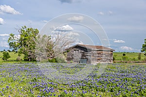 Bluebonnet field in countryside of Ennis, Texas.
