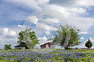 Bluebonnet field in countryside of Ennis, Texas