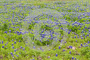 Bluebonnet field in Ennis, Texas