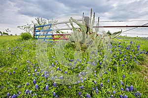 Bluebonnet field and Texas flag gate in countryside of Ennis, TX