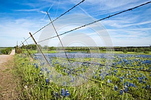 Bluebonnet field in Texas spring