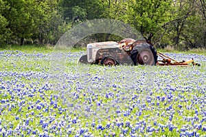 Bluebonnet filled Meadow and Rustic Tractor near Ennis, Texas