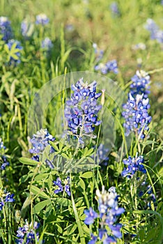 Bluebonnet flower, close-up flower in Texas, USA