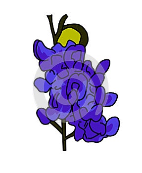 Bluebonnet flower illustration vector isolated