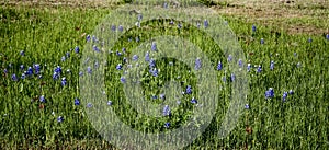 Bluebonnet flower typical of texas