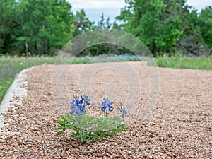 Bluebonnet flowering in gravel during a Texas spring