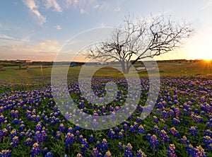 Bluebonnet flowers blooming in Irving, Texas