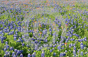 Bluebonnet flowers blooming in Irving, Texas