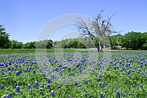 Bluebonnet flowers covering in a meadow on a sunny Spring day