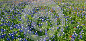 Bluebonnet Flowers	in Ennis, TX, USA