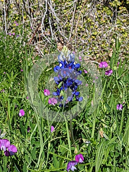 Bluebonnet in grass