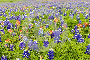 Bluebonnet and indian paintbrush closeup in Ennis, Texas