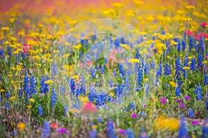 Bluebonnet and Indian paintbrush wildflowers photo