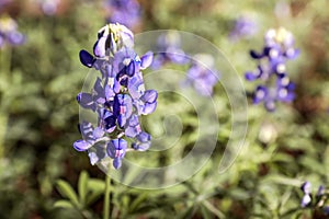 Bluebonnet_L