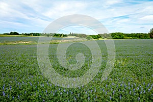 Bluebonnet - Lupine field