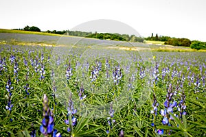 Bluebonnet - Lupine field