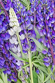 Bluebonnet lupine floral background