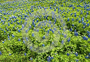 Bluebonnet lupinus texensis 6