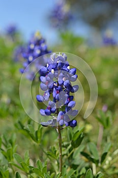 Bluebonnet (Lupinus texensis)