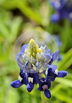 Bluebonnet macro