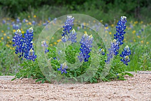 A bluebonnet plant grows in gravel during springtime in Texas