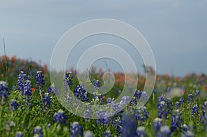 Bluebonnet state flower of Texas