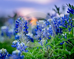 Bluebonnet with sun setting across field