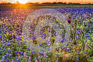 Bluebonnet Sunrise in the Texas Hill Country