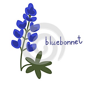 Bluebonnet vector flower photo