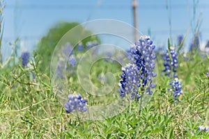 Bluebonnet wildflower blooming near local farm with barbed wire fence in Texas, America