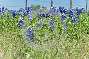 Bluebonnet wildflower blooming near local farm with barbed wire fence in Texas, America