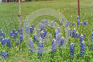 Bluebonnet wildflower blooming near local farm with barbed wire fence in Texas, America