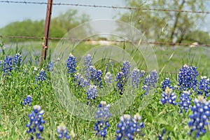 Bluebonnet wildflower blooming near local farm with barbed wire fence in Texas, America