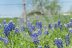 Bluebonnet wildflower blooming near local farm with barbed wire fence in Texas, America