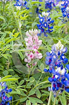 Bluebonnet wildflowers with pink bluebonnet in spring