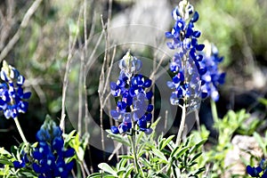 Bluebonnets