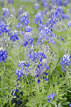 Bluebonnets